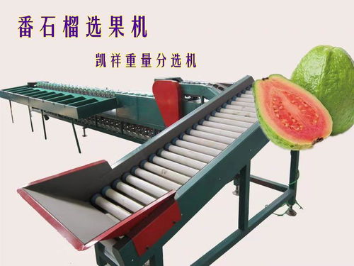 连云港西红柿选果机